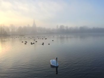 View of ducks swimming in lake