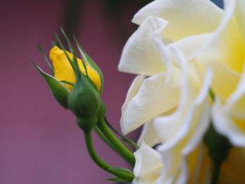 Close-up of yellow flowers