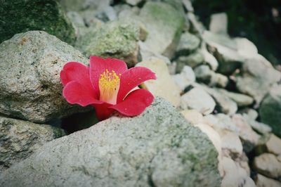 Close-up of red flower blooming outdoors