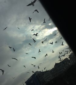 Low angle view of birds flying in sky