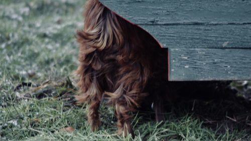 Close-up of dog on field