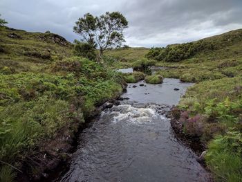 Scenic view of stream amidst trees against sky