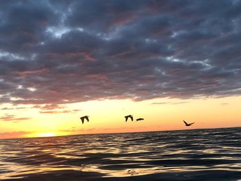 Birds flying over sea during sunset