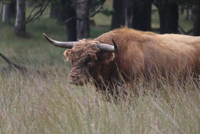 Cow in a field