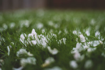 Close-up of grass