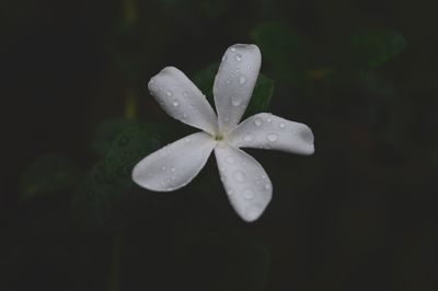 Close-up of water drops on white flower