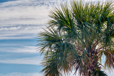 Low angle view of palm tree against sky