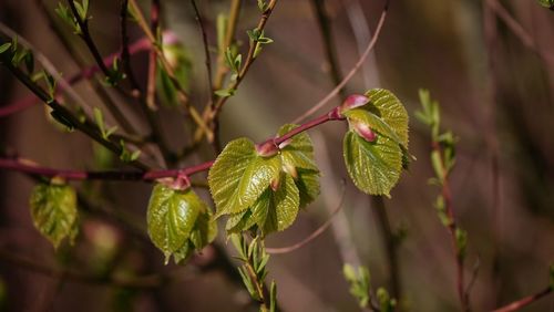 Close-up of green leaves on plant