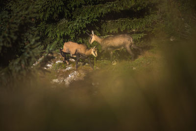 Deer in a field