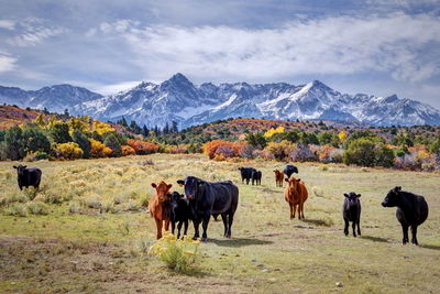 Cows on field against mountains during autumn