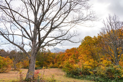 Trees growing on field against sky during autumn