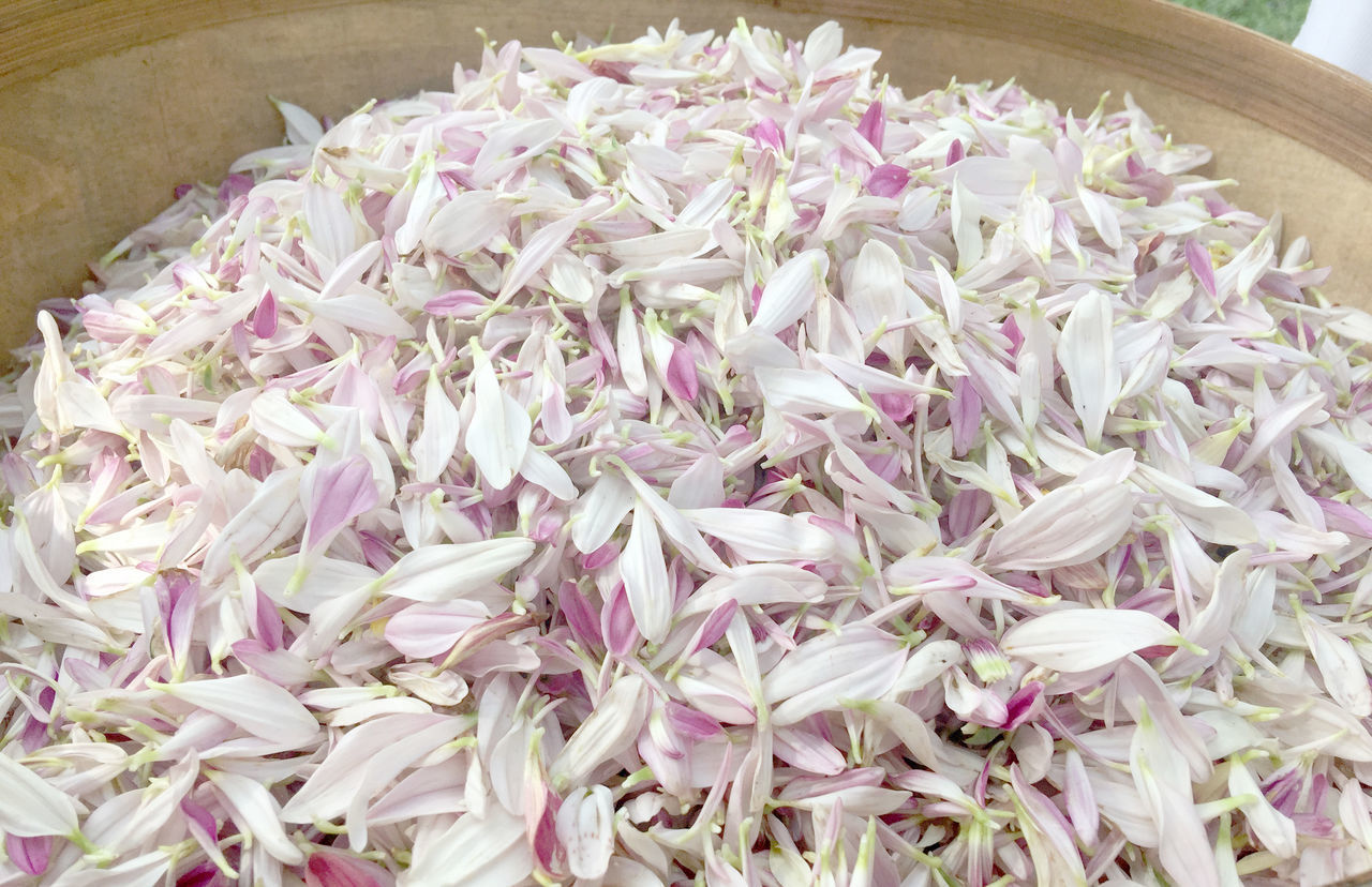 HIGH ANGLE VIEW OF PINK FLOWERS IN BOWL ON FLOOR