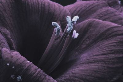 Macro close up photo of a flower