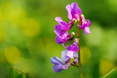 Close-up of pink flowers