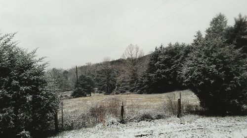 Trees in forest against sky during winter