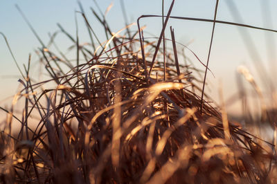 Close-up of stalks in field against sunset sky