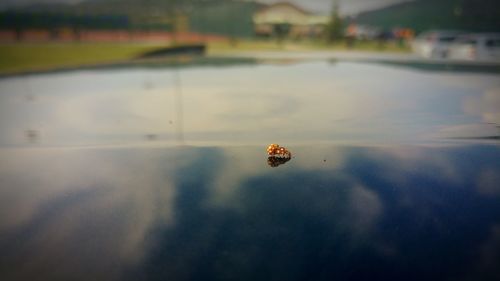 Close-up of mating ladybugs