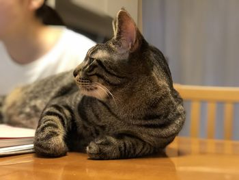 Close-up of a cat looking away