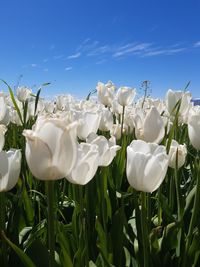 Close-up of white flowering plants on field against blue sky