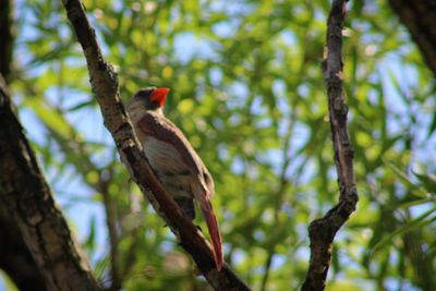 Low angle view of bird perching on tree