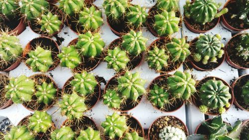 High angle view of potted plants