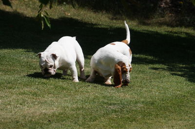 Dogs on field