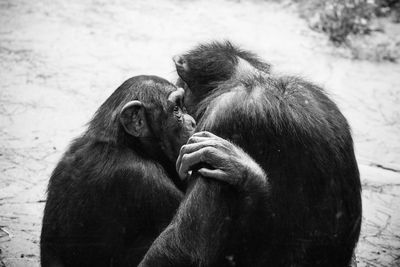 Monkey sitting in a zoo