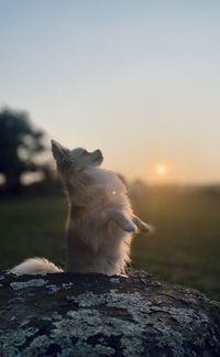 Cat standing on rock at sunset