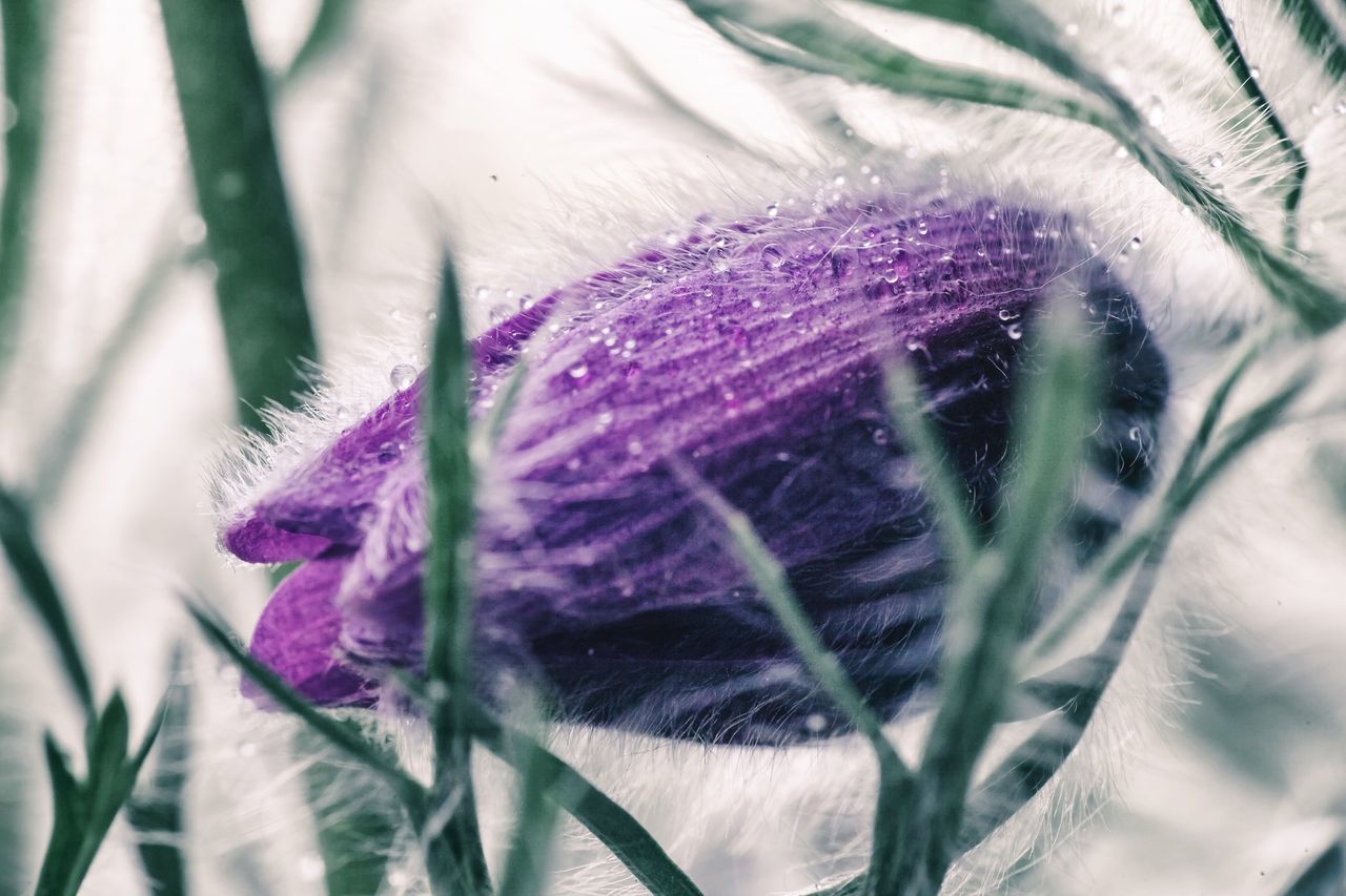 Close-up of purple flower blooming outdoors