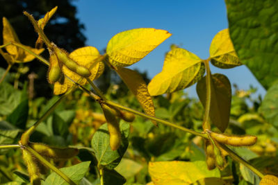 Close-up of yellow leaves on plant against sky