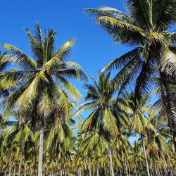 Low angle view of palm trees against sky