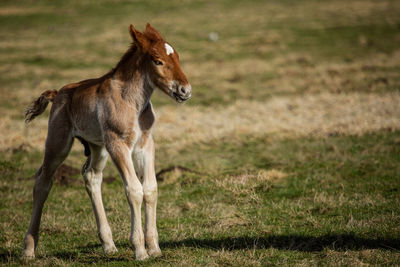 Horse standing in a field