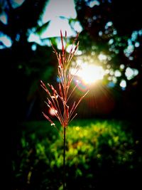 Close-up of plant growing on field against sky during sunset