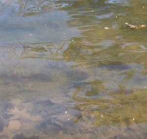 Reflection of trees in water