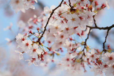 Close-up of flower tree