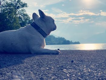 Dog relaxing on beach