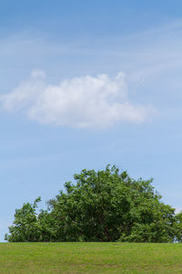 Trees on field against sky