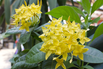 Close-up of yellow flowering plant