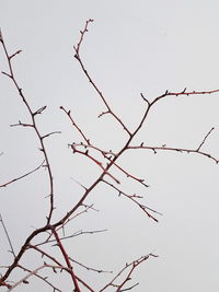 Low angle view of bare tree against clear sky