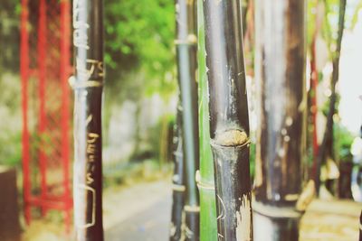 Close-up of bamboo in forest