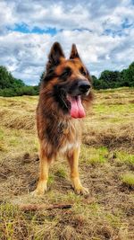 Dog in a field