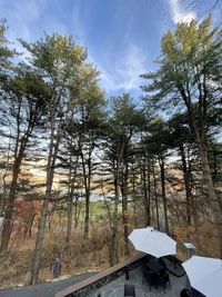 Trees by plants in forest against sky