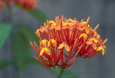 Close-up of orange flowering plant