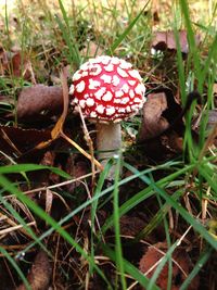 Close-up of mushroom growing on field