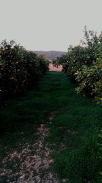 Scenic view of field against clear sky