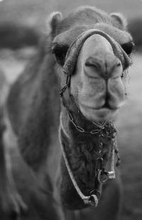 Close-up of a horse