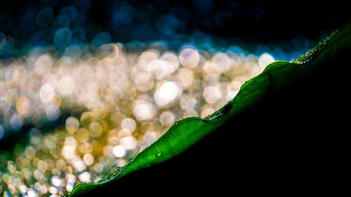 Close-up of wet plant leaves