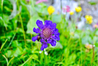 Close-up of purple flowering plant in field