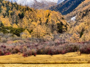 Trees in forest during autumn