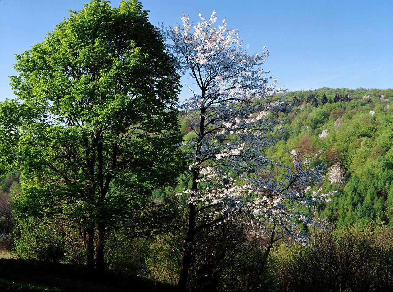 LOW ANGLE VIEW OF TREES